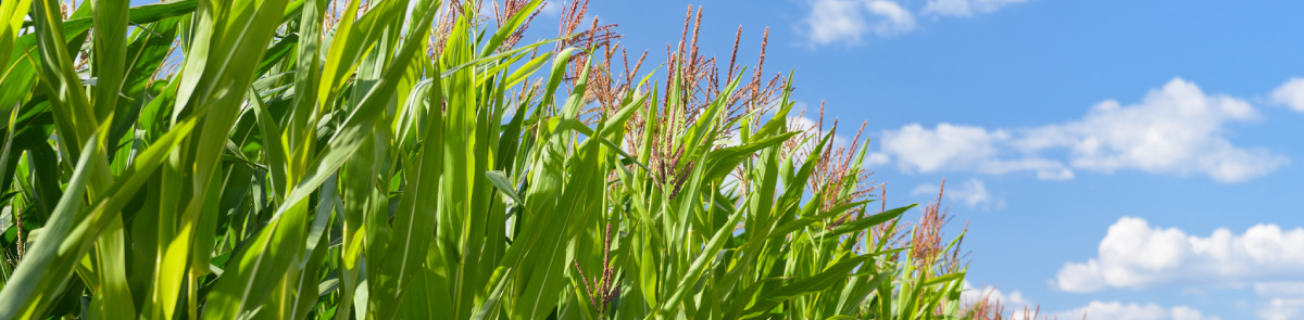 Side view of cornfield and sky